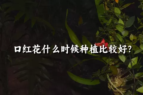 口红花什么时候种植比较好？