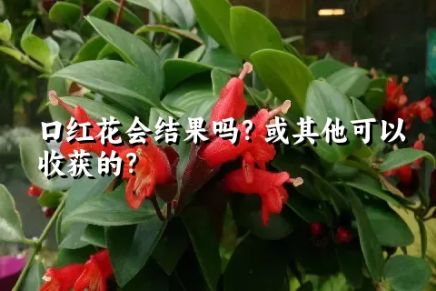 口红花会结果吗？或其他可以收获的？