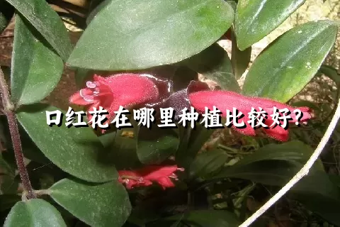 口红花在哪里种植比较好？