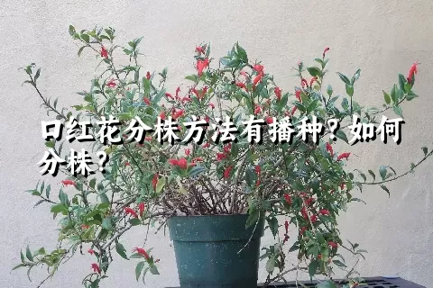 口红花分株方法有播种？如何分株？