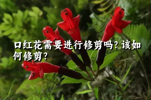 口红花需要进行修剪吗？该如何修剪？