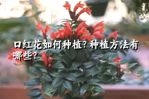 口红花如何种植？种植方法有哪些？