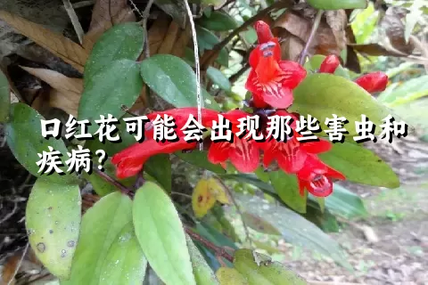 口红花可能会出现那些害虫和疾病？