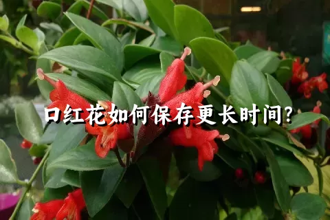 口红花如何保存更长时间？