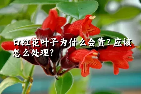 口红花叶子为什么会黄？应该怎么处理？