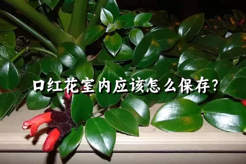 口红花室内应该怎么保存？