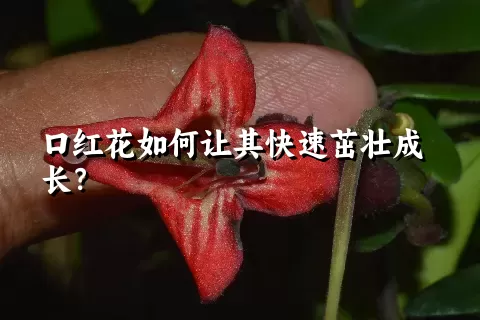 口红花如何让其快速茁壮成长？