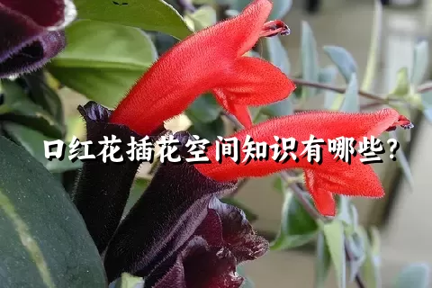 口红花插花空间知识有哪些？