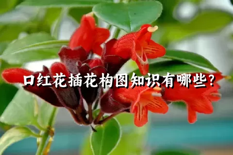 口红花插花构图知识有哪些？