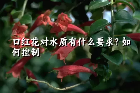 口红花对水质有什么要求？如何控制