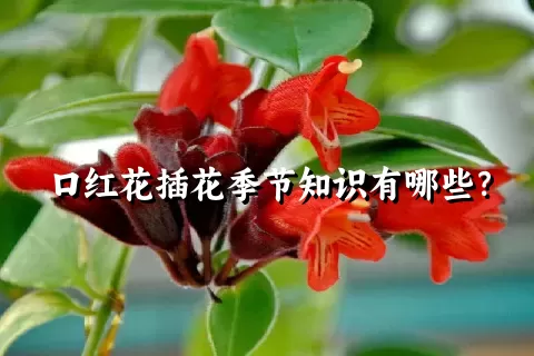 口红花插花季节知识有哪些？