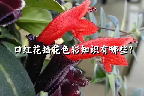 口红花插花色彩知识有哪些？