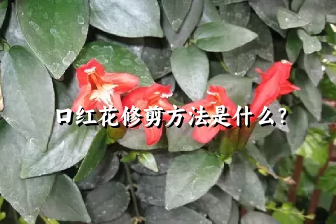 口红花修剪方法是什么？