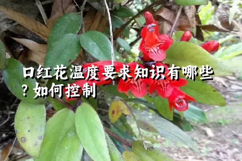 口红花温度要求知识有哪些？如何控制