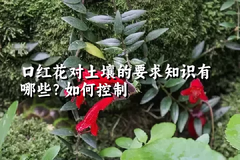 口红花对土壤的要求知识有哪些？如何控制