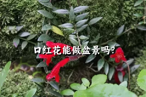 口红花能做盆景吗？