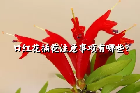 口红花插花注意事项有哪些？