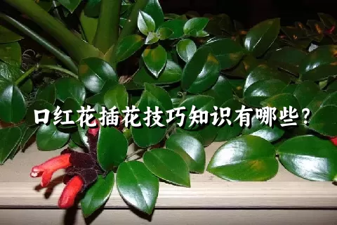 口红花插花技巧知识有哪些？