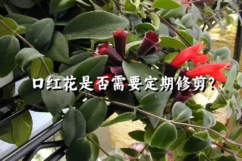 口红花是否需要定期修剪？