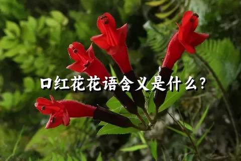 口红花花语含义是什么？