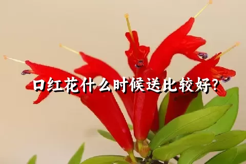 口红花什么时候送比较好？