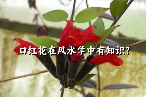 口红花在风水学中有知识？