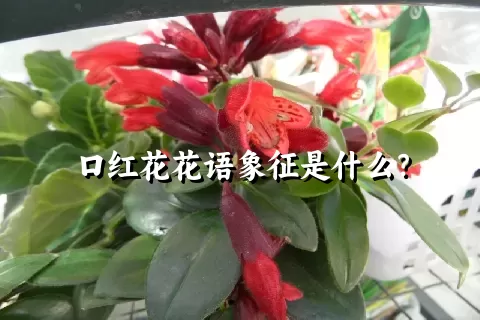 口红花花语象征是什么？