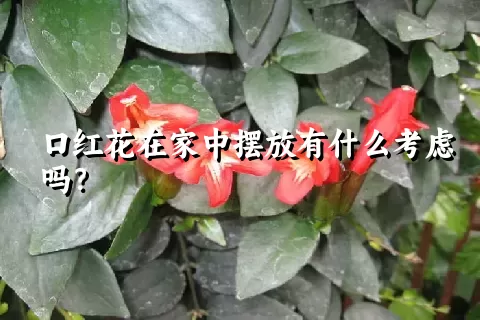 口红花在家中摆放有什么考虑吗？