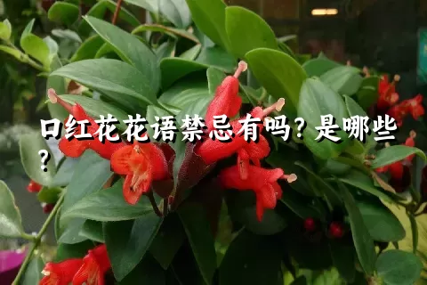 口红花花语禁忌有吗？是哪些？