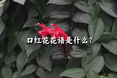 口红花花语是什么？