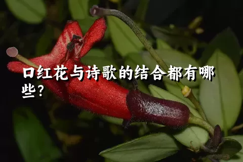 口红花与诗歌的结合都有哪些？