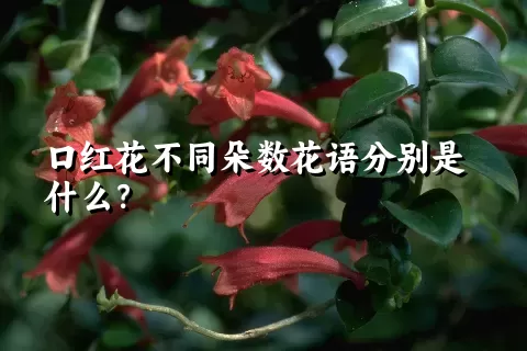 口红花不同朵数花语分别是什么？