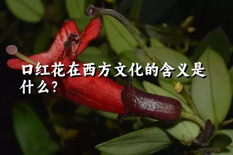 口红花在西方文化的含义是什么？