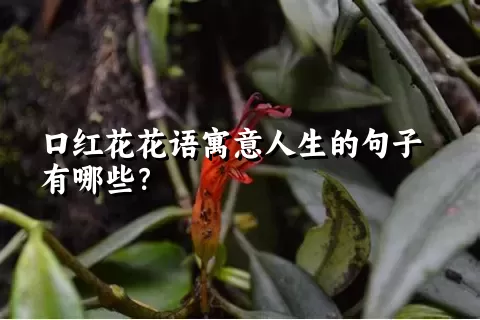 口红花花语寓意人生的句子有哪些？