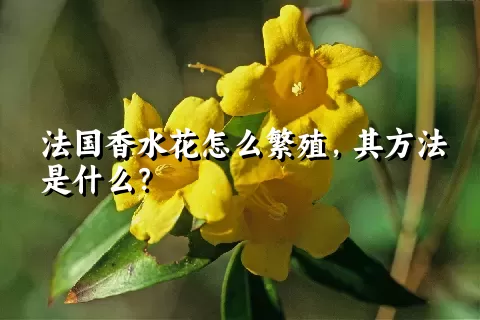 法国香水花怎么繁殖，其方法是什么？