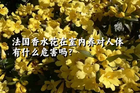 法国香水花在室内养对人体有什么危害吗？