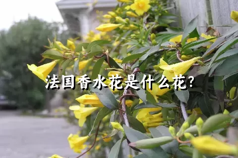 法国香水花是什么花？