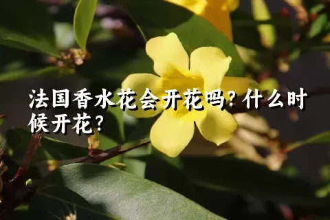 法国香水花会开花吗？什么时候开花？