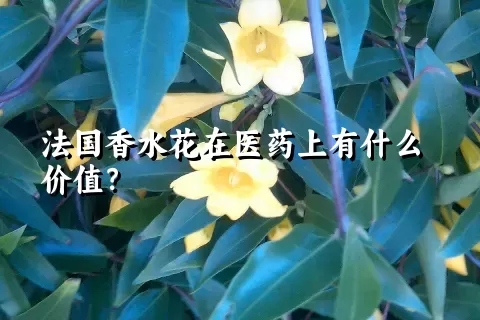 法国香水花在医药上有什么价值？