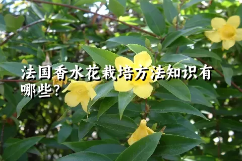 法国香水花栽培方法知识有哪些？