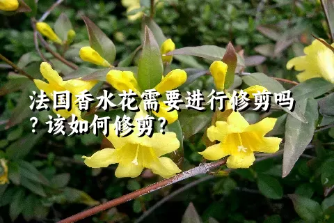 法国香水花需要进行修剪吗？该如何修剪？