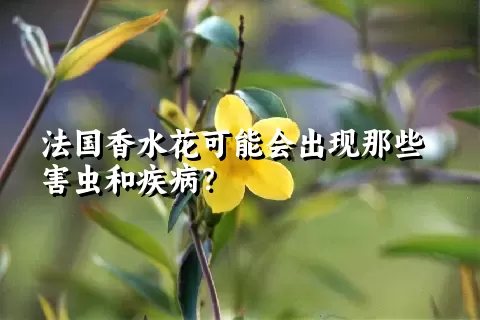 法国香水花可能会出现那些害虫和疾病？