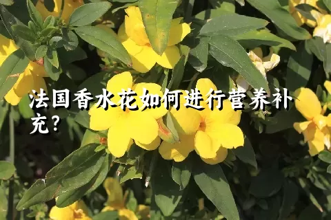 法国香水花如何进行营养补充？