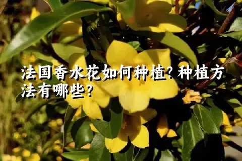 法国香水花如何种植？种植方法有哪些？