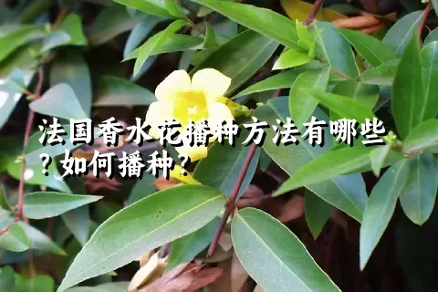 法国香水花播种方法有哪些？如何播种？