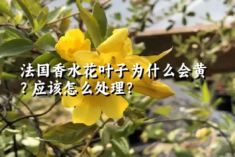 法国香水花叶子为什么会黄？应该怎么处理？