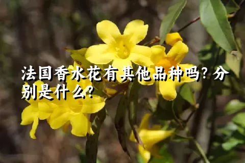 法国香水花有其他品种吗？分别是什么？