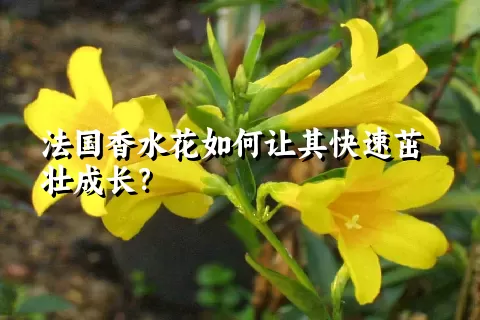 法国香水花如何让其快速茁壮成长？