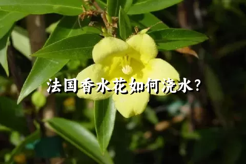 法国香水花如何浇水？