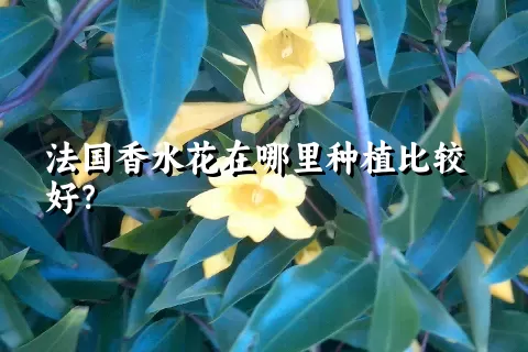 法国香水花在哪里种植比较好？